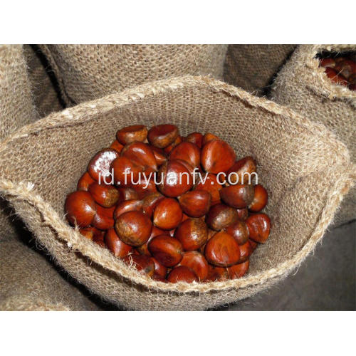 Berbagai Jenis Buah Chestnut